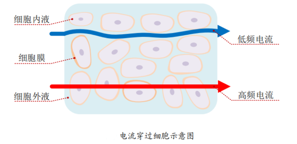 体脂的？数据准确吗？一起来了解开元棋牌试玩体脂秤是怎么测出(图2)